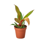 Philodendron Prince of Orange indoor plant