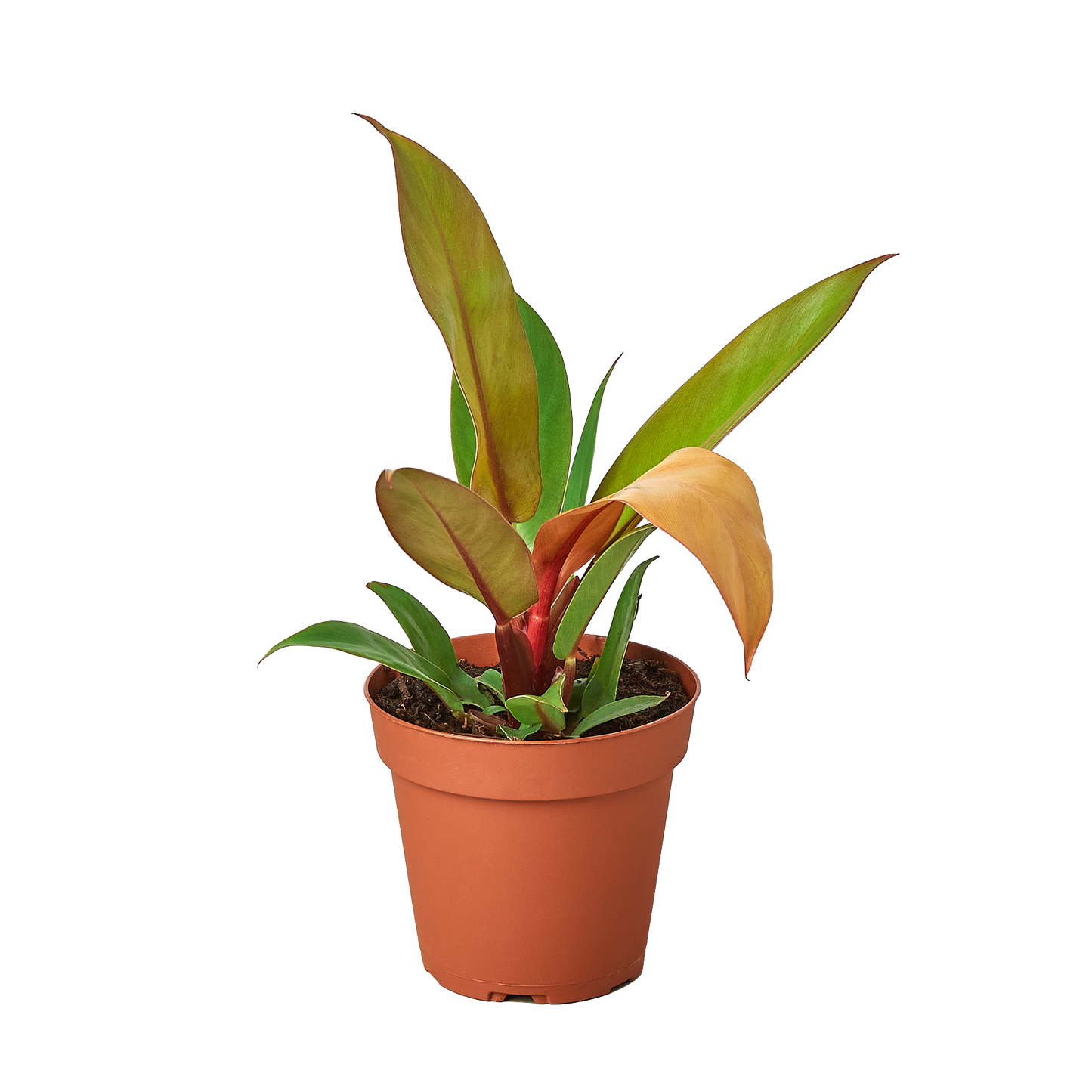 Philodendron Prince of Orange indoor plant
