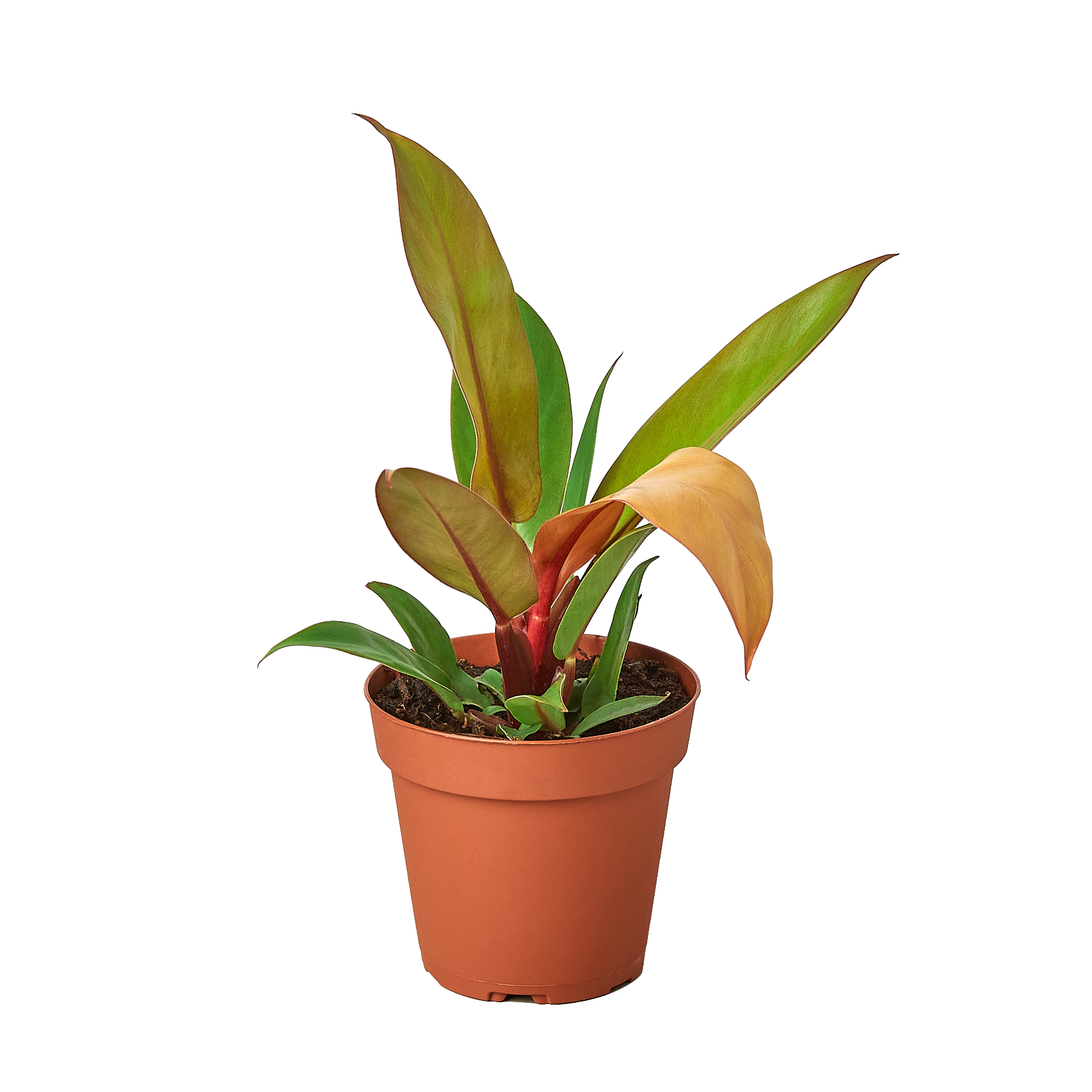 Philodendron Prince of Orange indoor plant