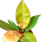 Philodendron Prince of Orange indoor plant