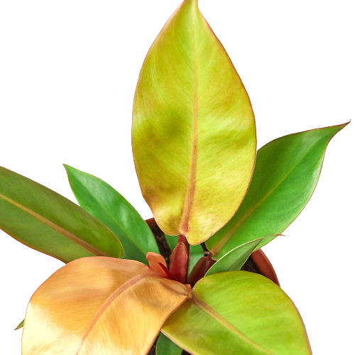 Philodendron Prince of Orange indoor plant