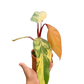 Philodendron 'Strawberry Shake' Rare