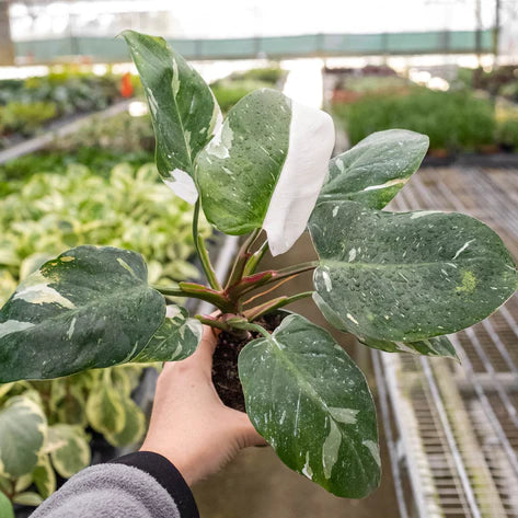 philodendron white princess rare houseplant 