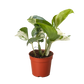 Pothos Manjula indoor plant