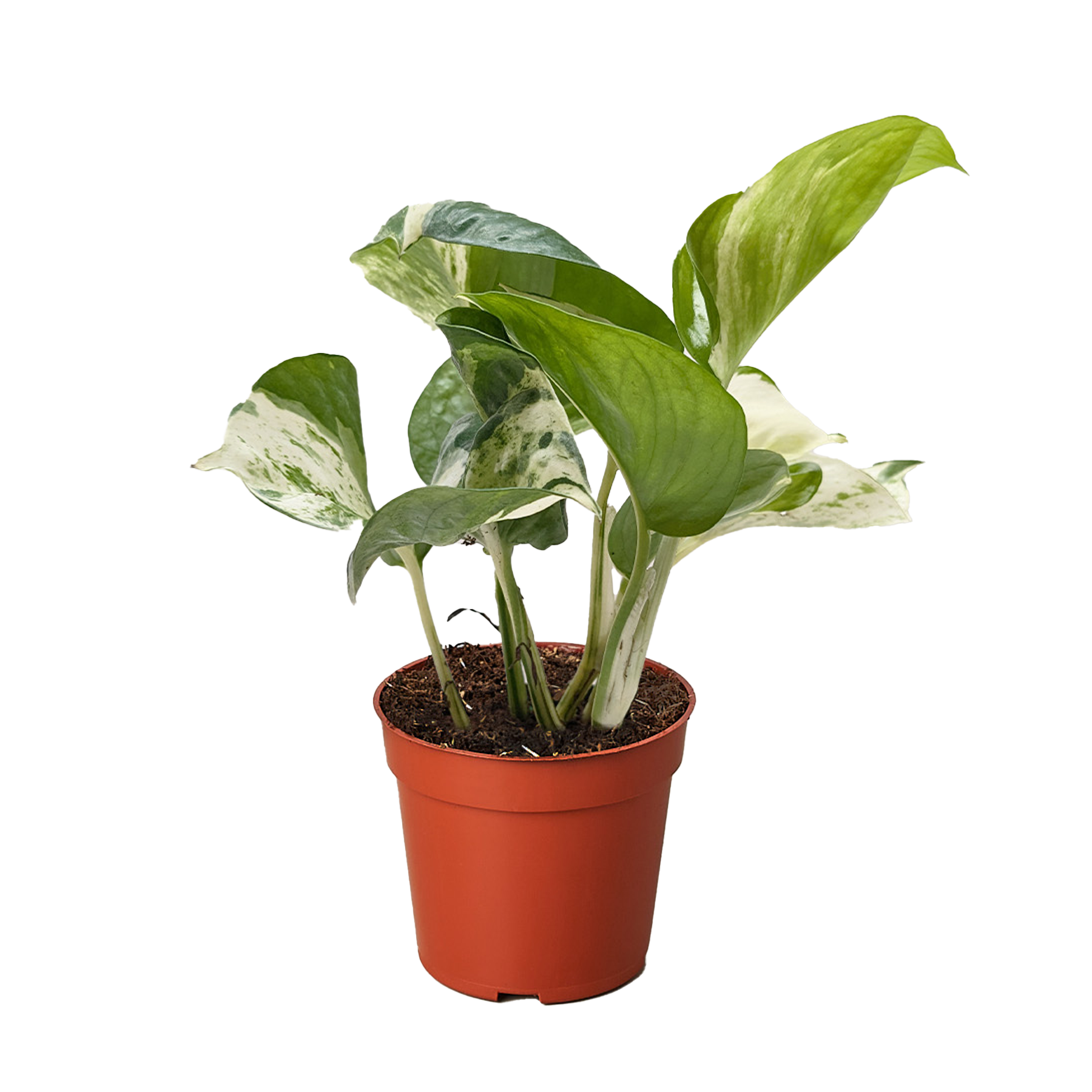 Pothos Manjula indoor plant