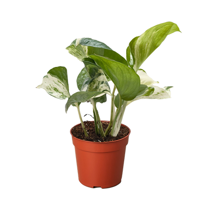 Pothos Manjula indoor plant