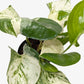 Pothos Manjula indoor plant