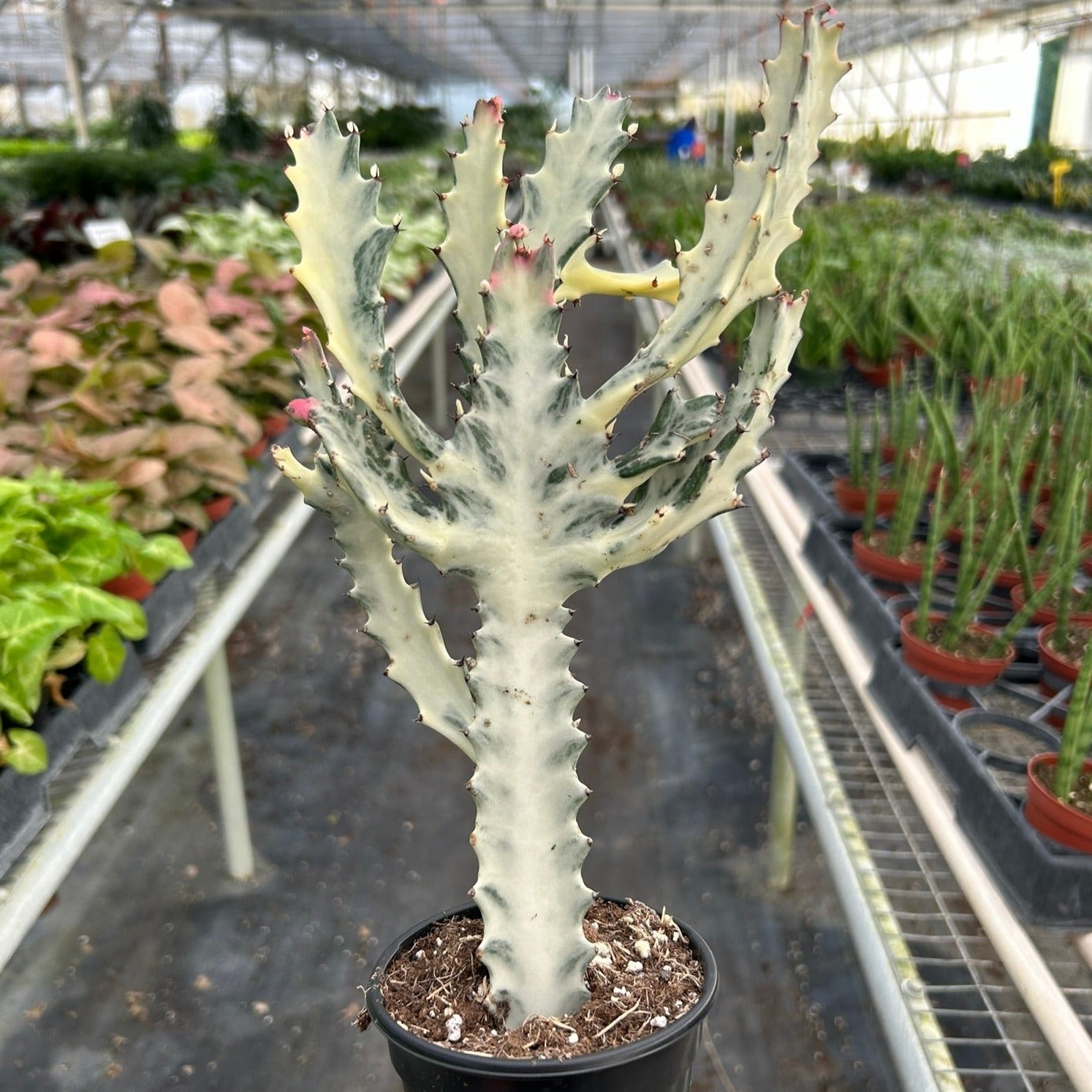 euphorbia succulents Dragon Bone Tree (Euphorbia lactea) Live Houseplant 4" Pot
