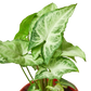 Syngonium 'White Butterfly'