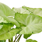 Syngonium 'White Butterfly'