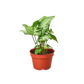 Syngonium 'White Butterfly'