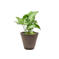 Syngonium 'White Butterfly'