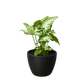 Syngonium 'White Butterfly'
