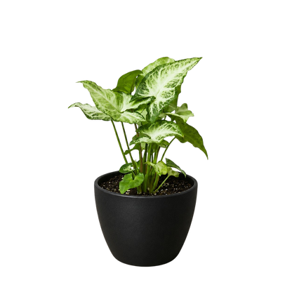Syngonium 'White Butterfly'