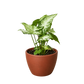 Syngonium 'White Butterfly'