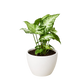 Syngonium 'White Butterfly'