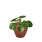 Pilea Peperomioides Chinese Money indoor plant