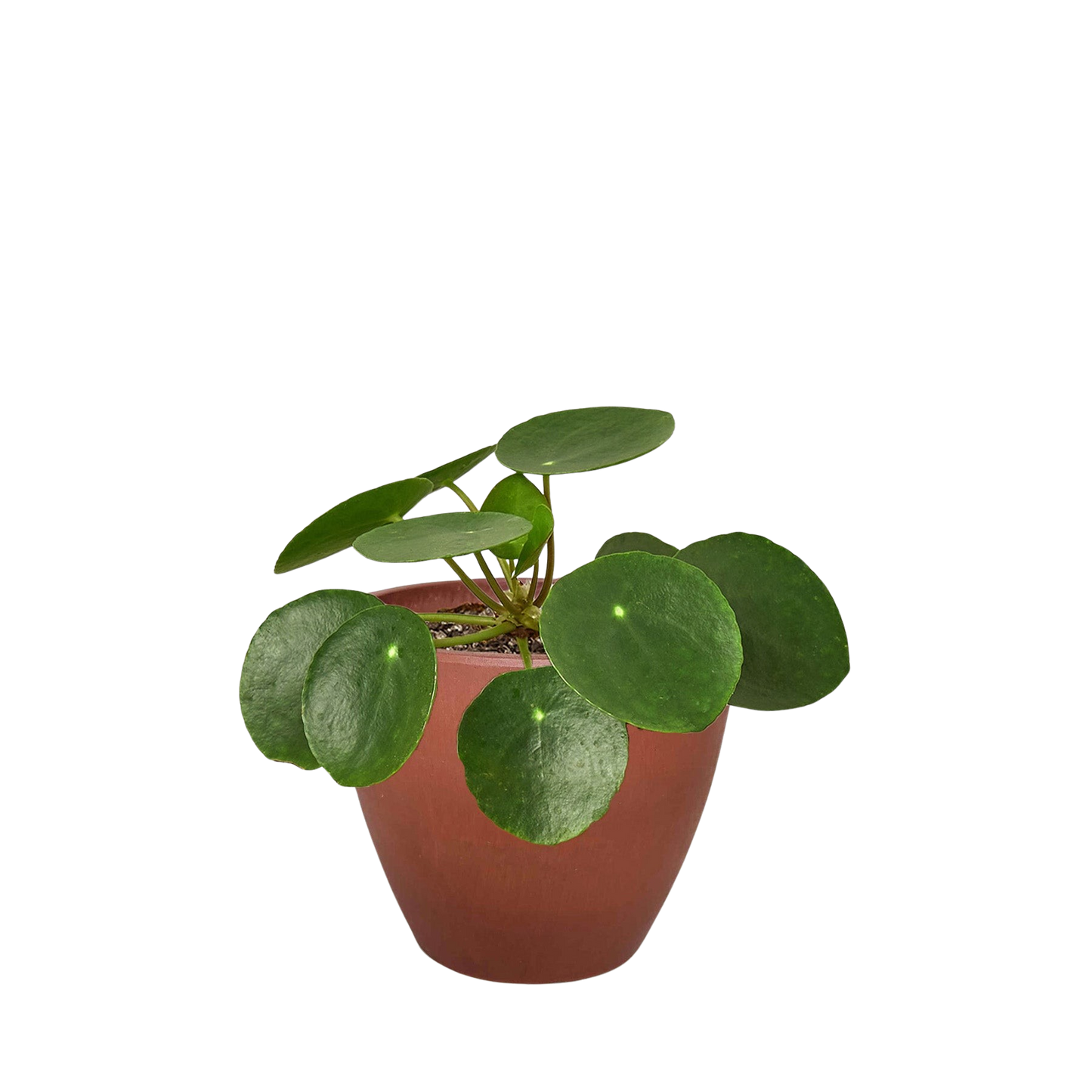 Pilea Peperomioides Chinese Money indoor plant