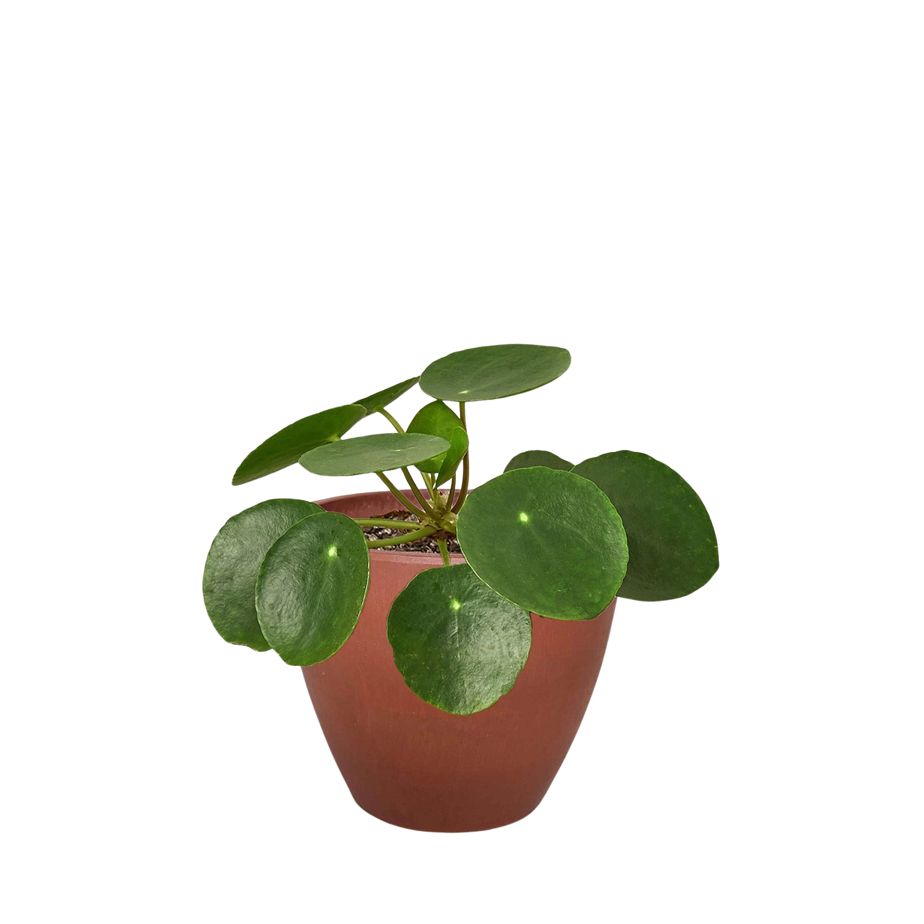 Pilea Peperomioides Chinese Money indoor plant