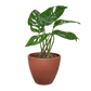 Monstera Adansonii Swiss Cheese indoor plant