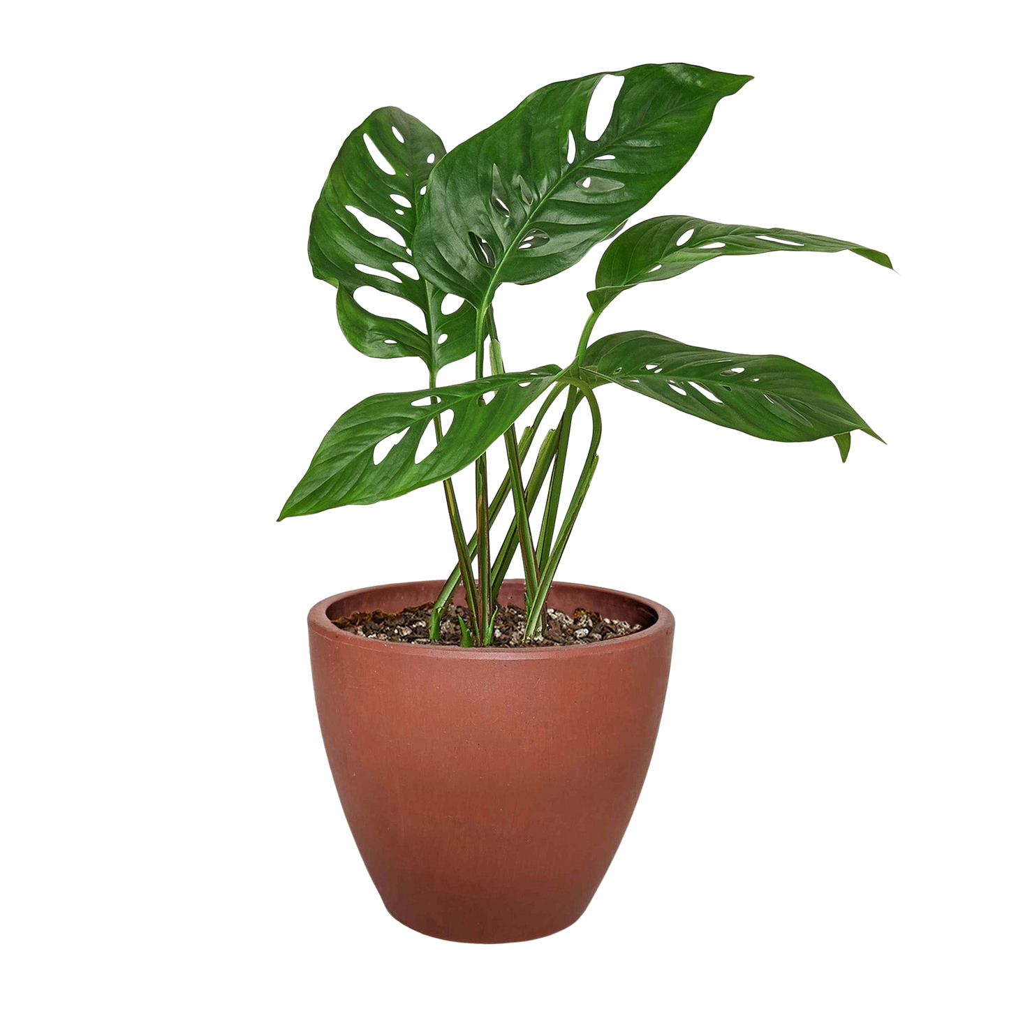 Monstera Adansonii Swiss Cheese indoor plant