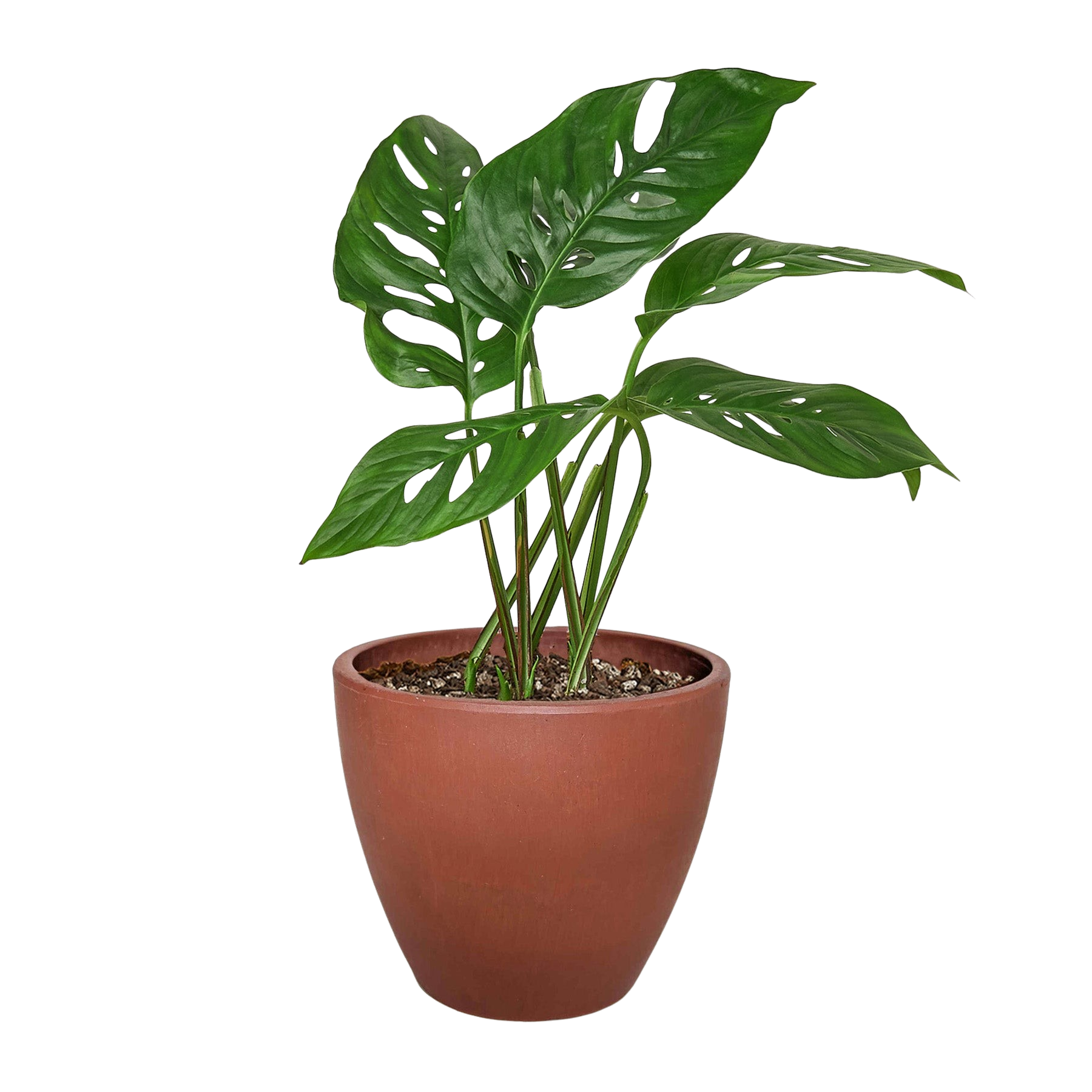 Monstera Adansonii Swiss Cheese indoor plant