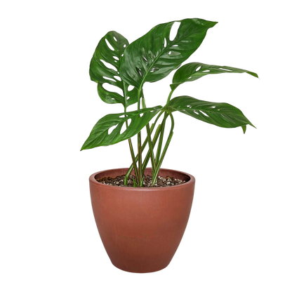 Monstera Adansonii Swiss Cheese indoor plant