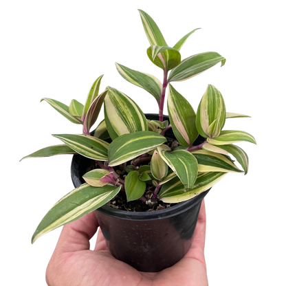 Tradescantia Tricolor indoor plant