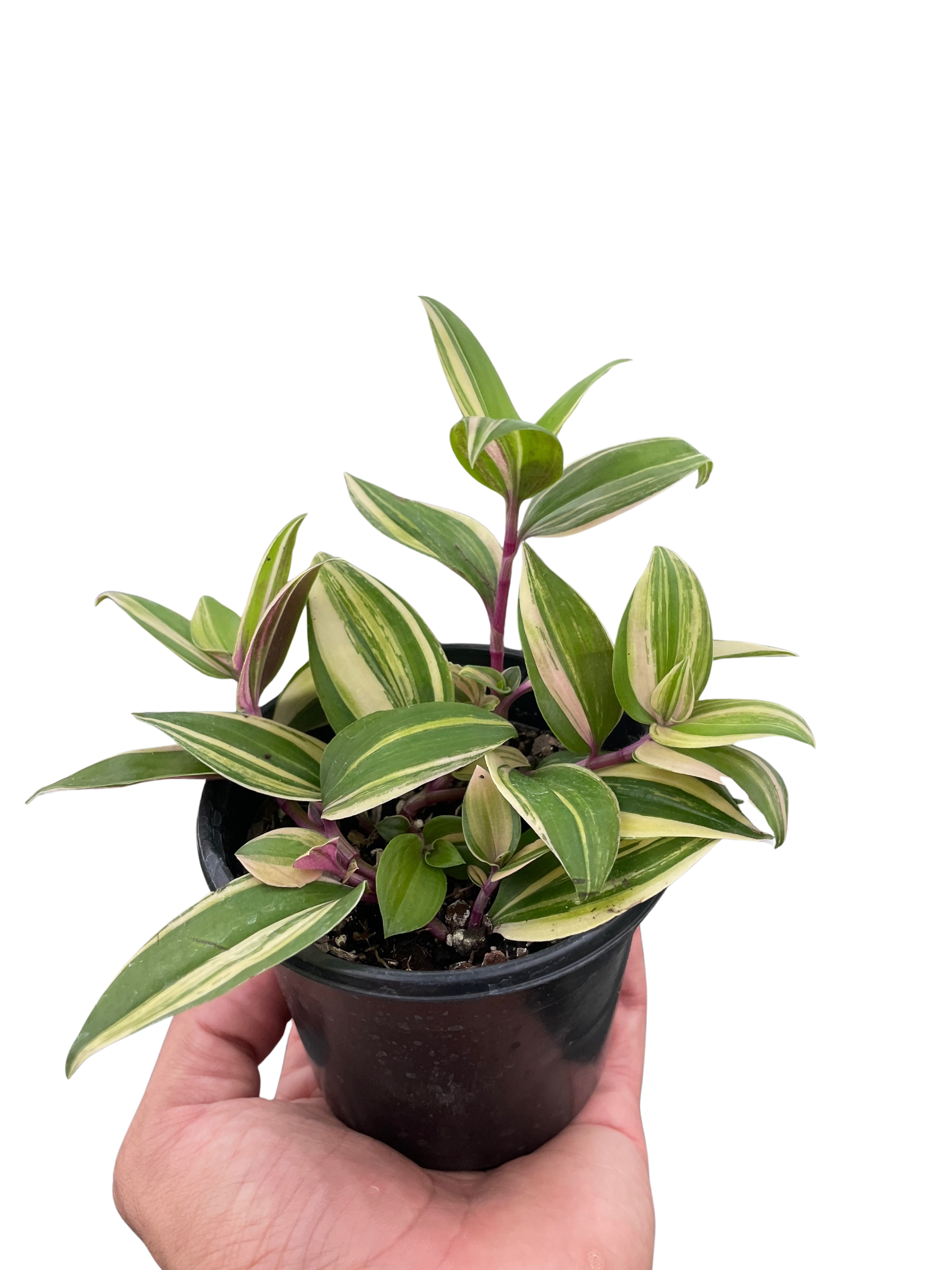 tricolor indoor plants Tradescantia 'Tricolor'