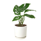 Monstera Adansonii 'Swiss Cheese'