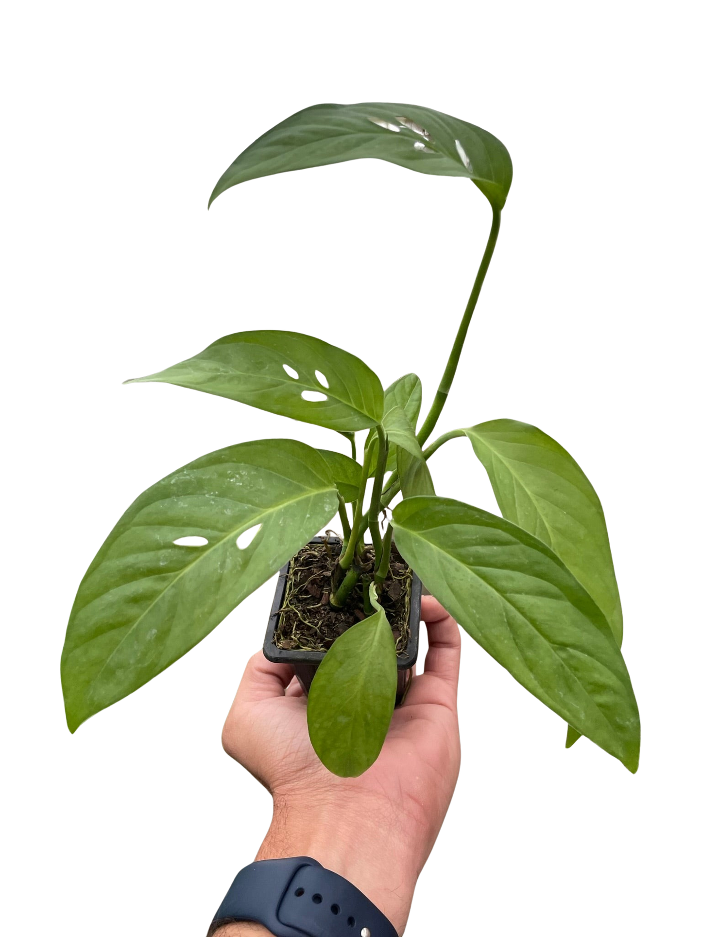 Monstera Adansonii Swiss Cheese indoor plant