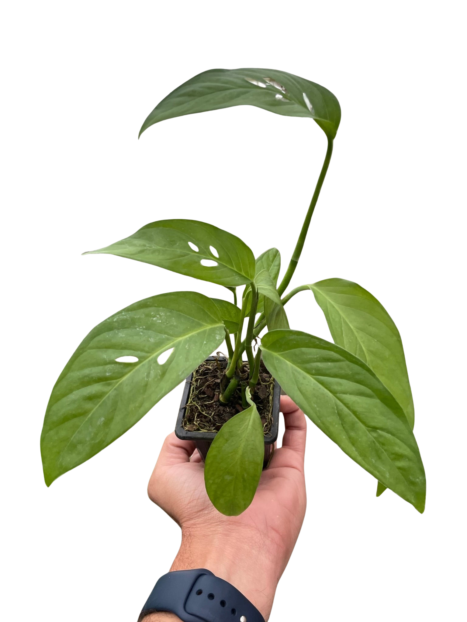 Monstera Adansonii Swiss Cheese indoor plant