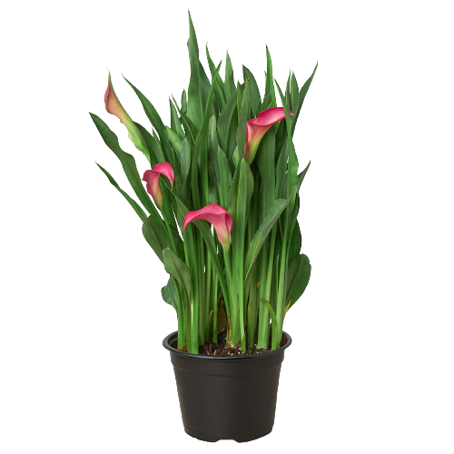 Calla Lily indoor plant