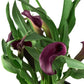 Calla Lily
