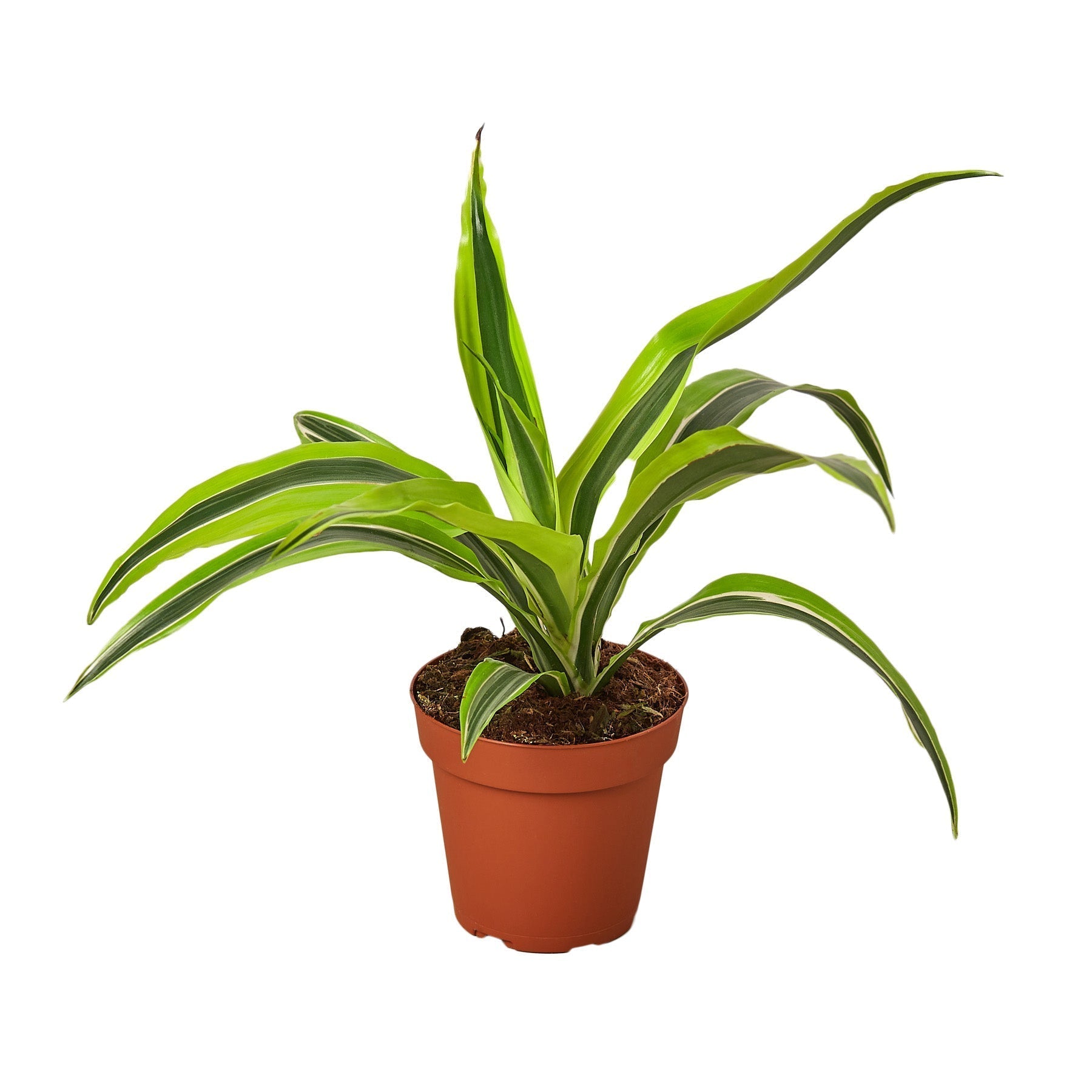 Dracaena 'Lemon Lime' 4" Pot