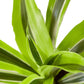 Dracaena Lemon Lime indoor plant