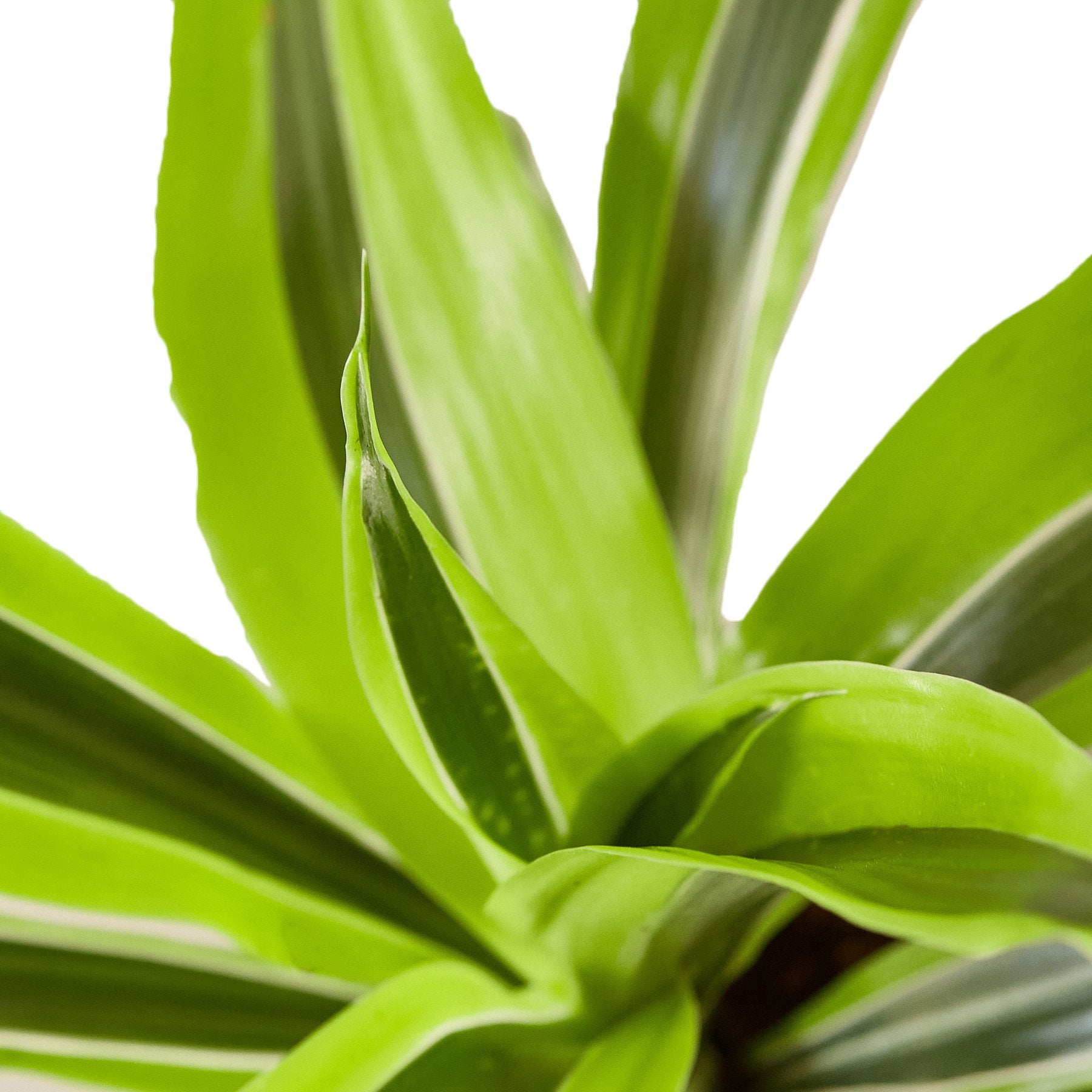 Dracaena Lemon Lime indoor plant