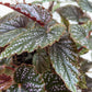 Begonia Corallina indoor plant