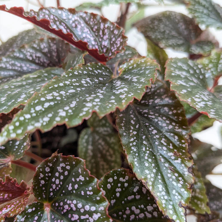 Begonia Corallina indoor plant