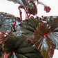 Begonia 'Black Magic'