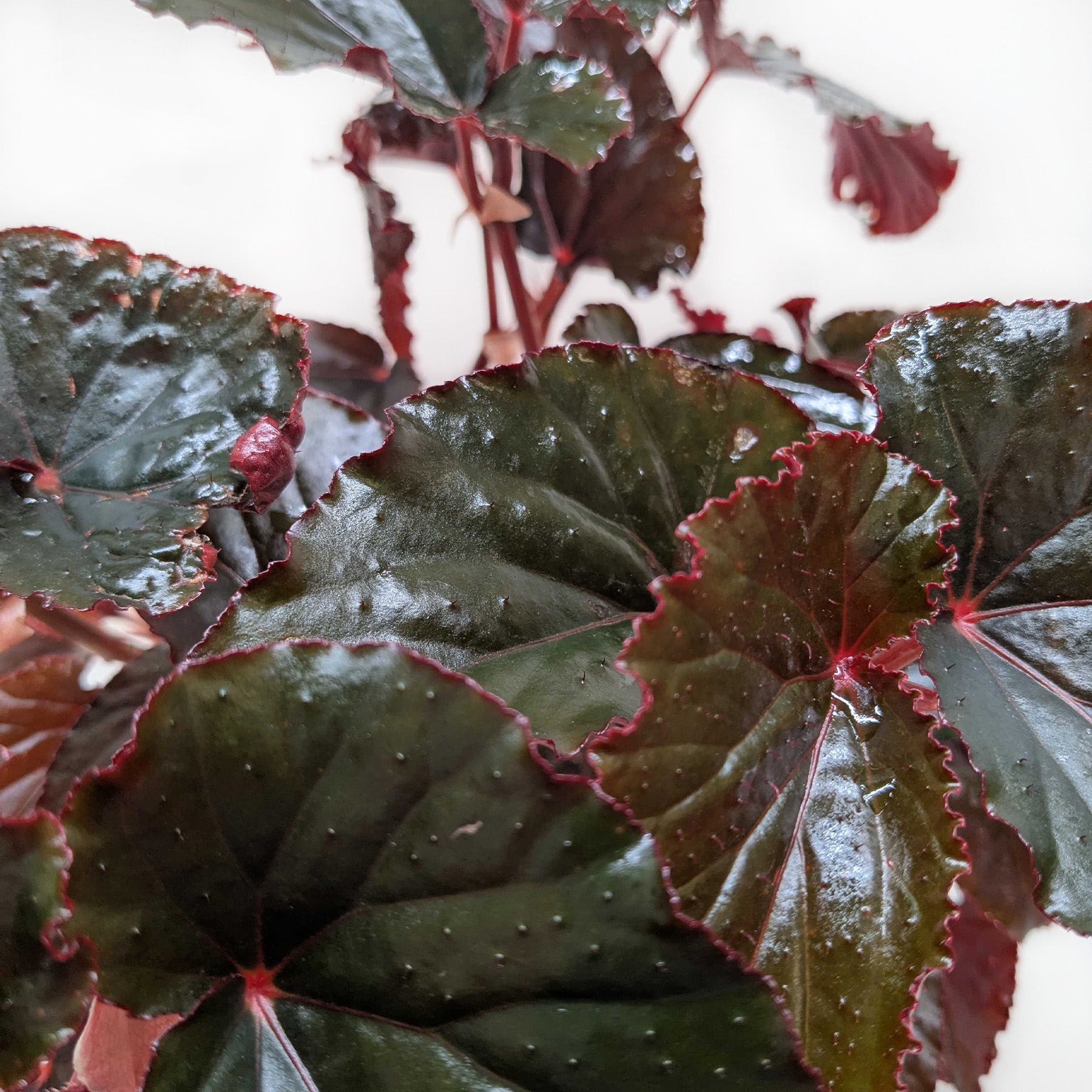 indoor begonia plants for sale Buy Begonia Black Magic