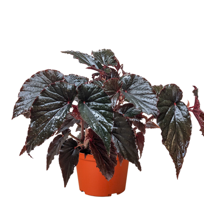 Begonia 'Black Magic'