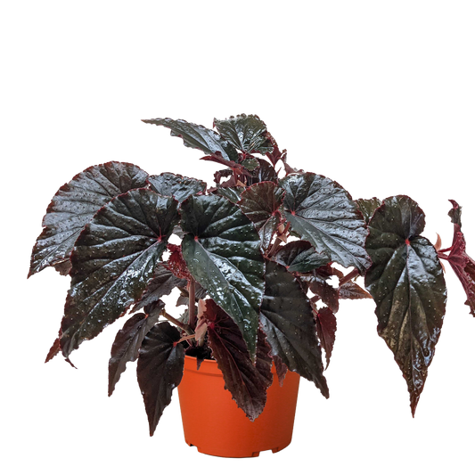 Begonia 'Black Magic'