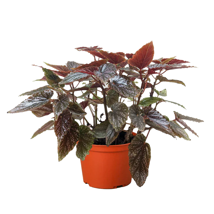 Begonia Corallina indoor plant