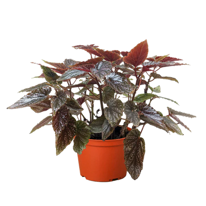 Begonia Corallina indoor plant