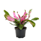 Bromeliad Donna indoor plant