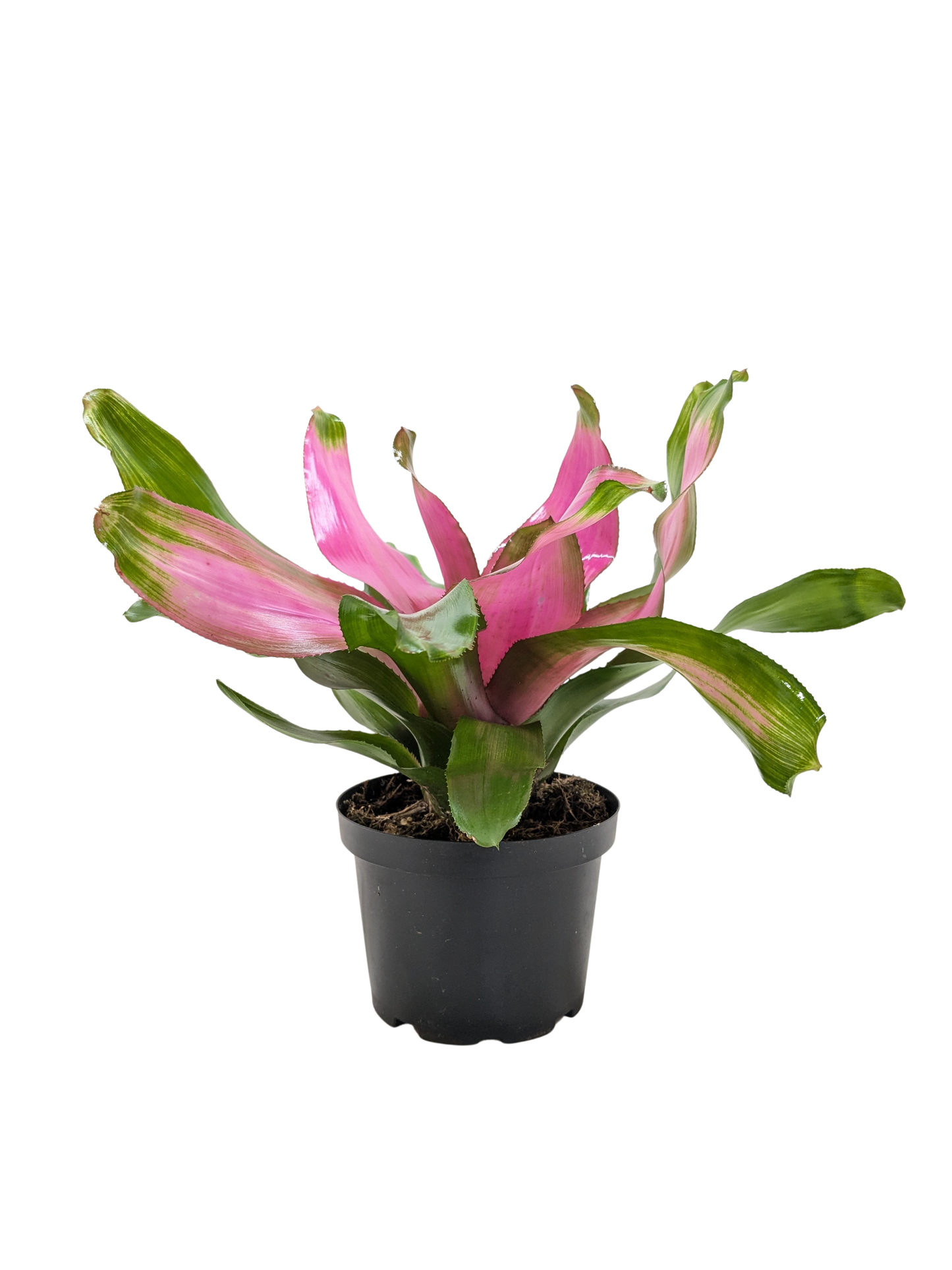 Bromeliad Donna indoor plant