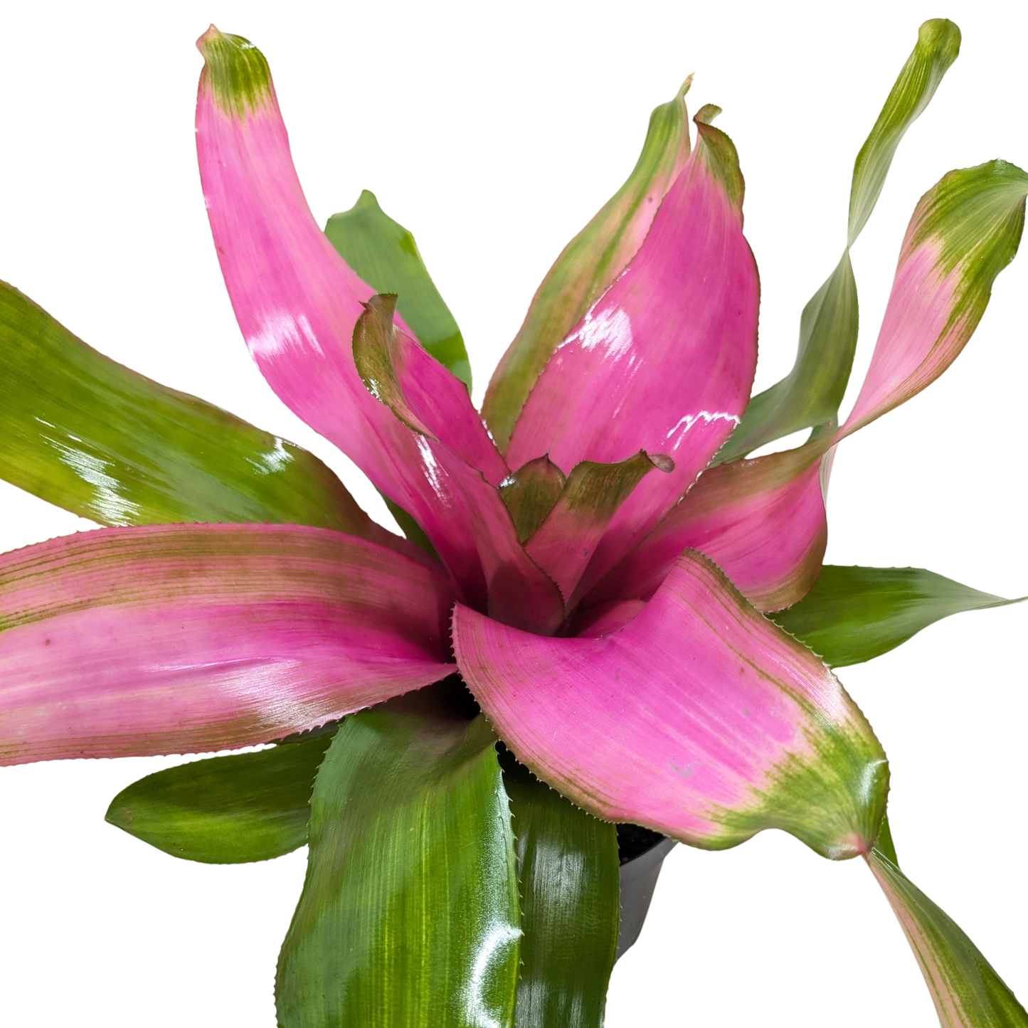 Bromeliad Donna indoor plant