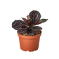 Calathea 'Dottie'