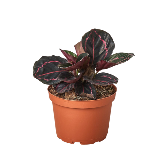 Calathea 'Dottie'